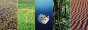 biomes