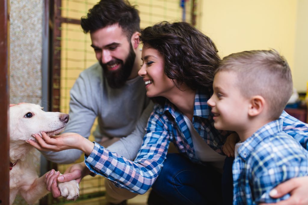 New Ways of Sharing the Love with Little Ones this Valentine’s Day - Petting animals at the shelter